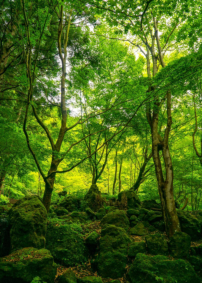 Forest