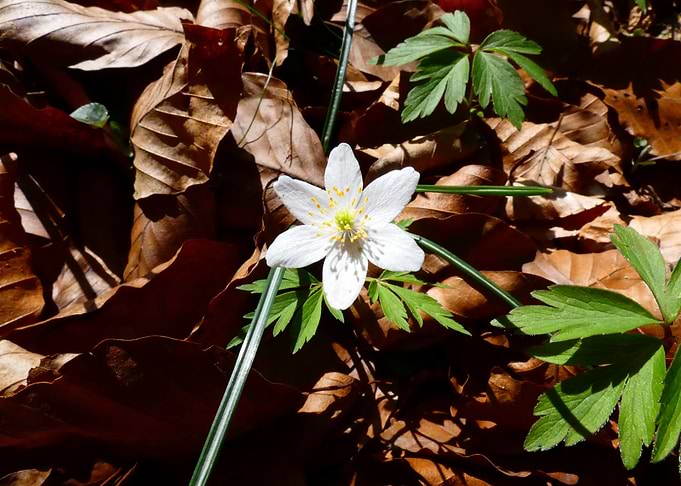 fleur solitaire