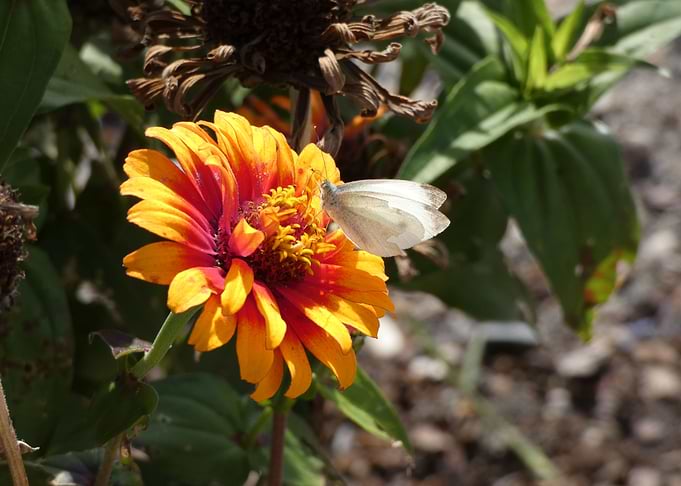 Fleur et Papillon