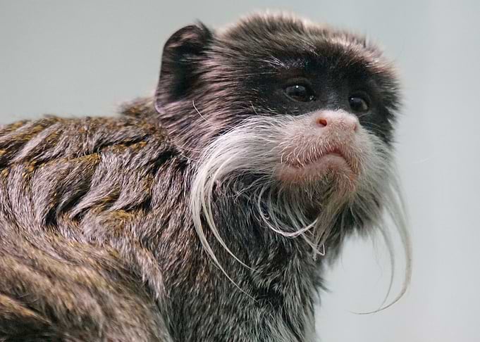 Monkey Face