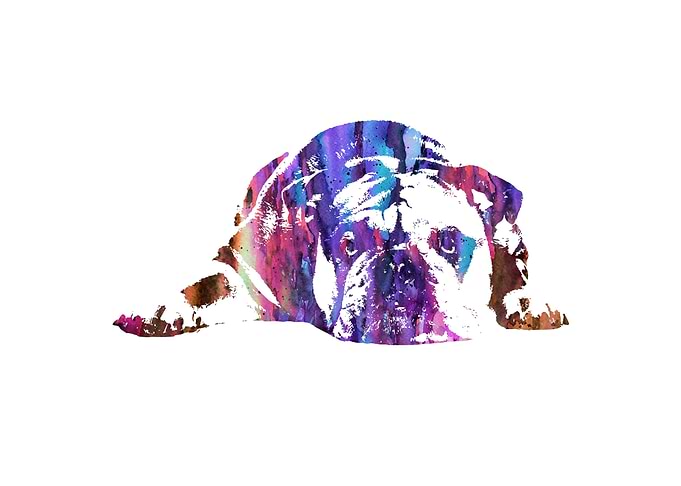 English Bulldog