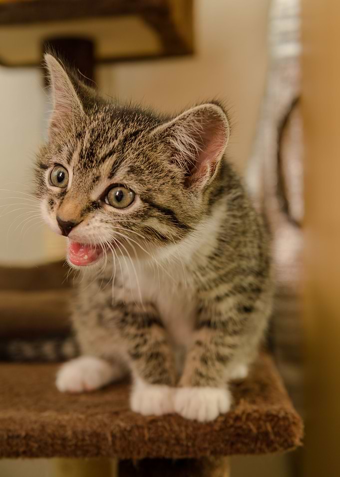 Cat Cats Feline Kitty