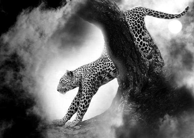A Leopard Strech