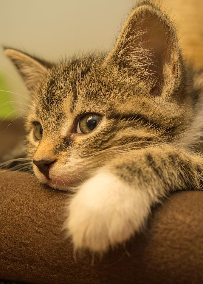 Cat Cats Feline Kitty