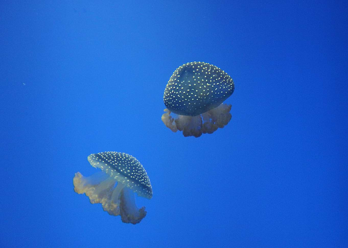 Floating Jellyfish