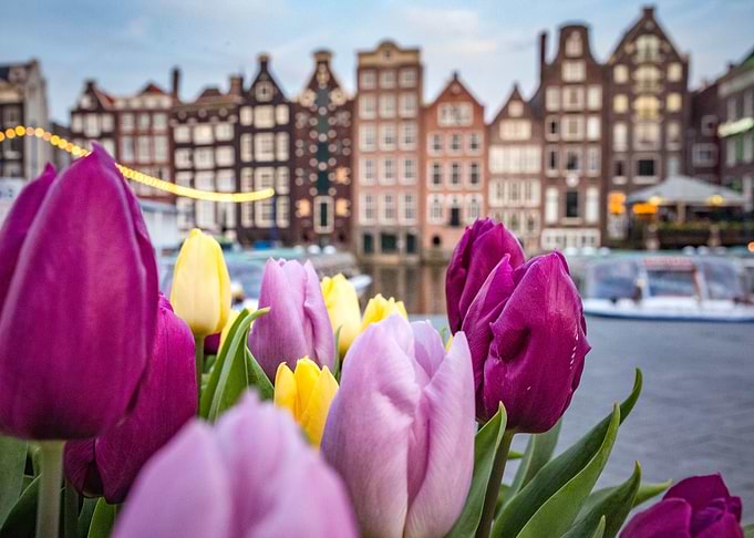 Tulips in Amsterdam