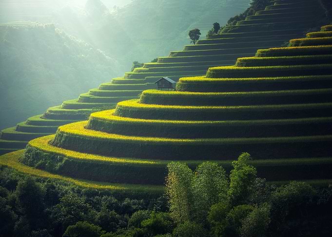 rice plantation