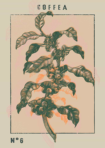 Coffee Plant