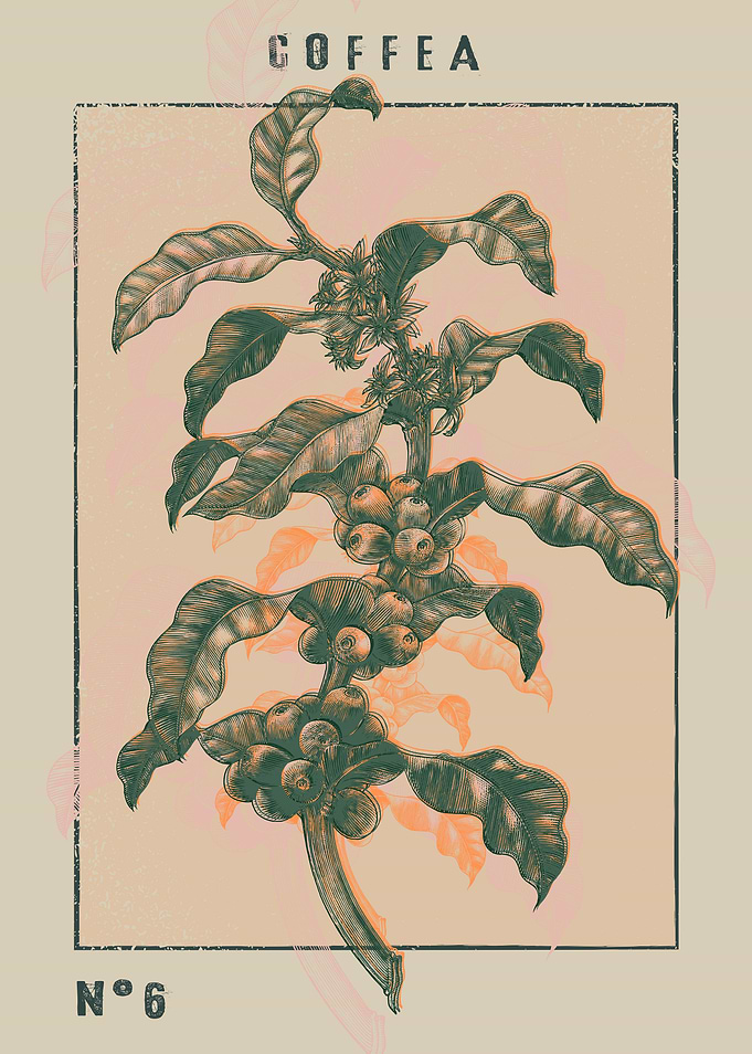 Coffee Plant