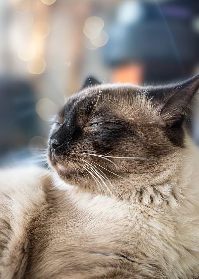 Cat Cats Feline Kitty