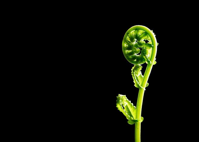 New fern leaves