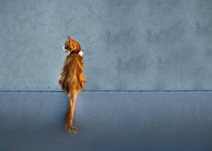 cat inspirational