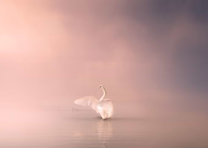 swan dance