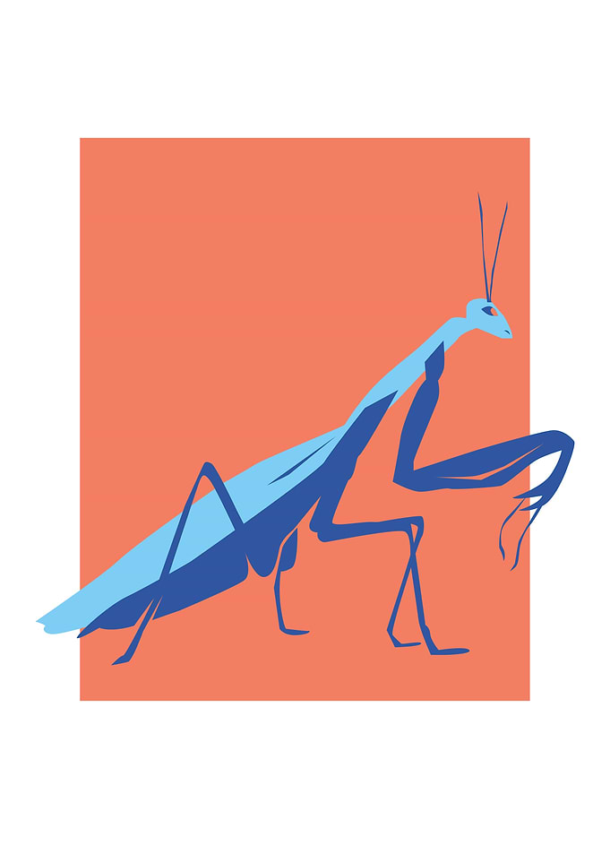 Insect Grass Hopper