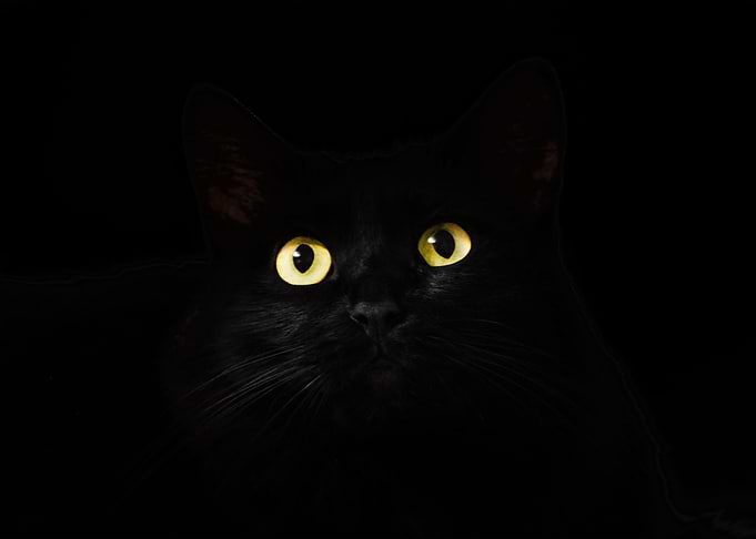 cats eyes