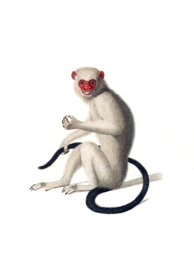 Silver Monkey