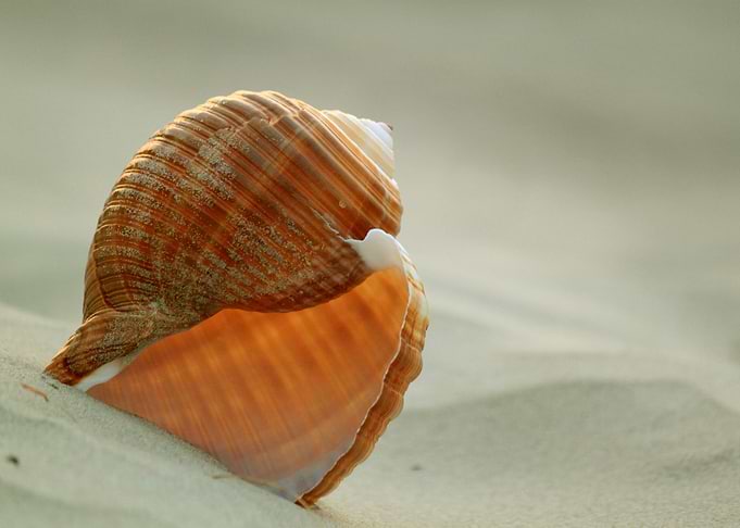 Conch on the beach