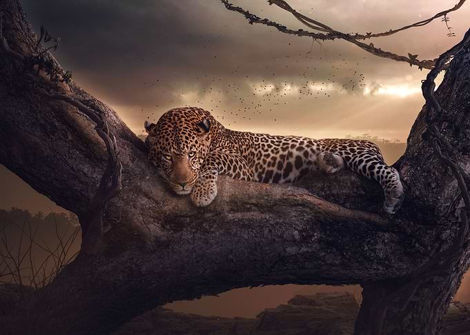 Leopard