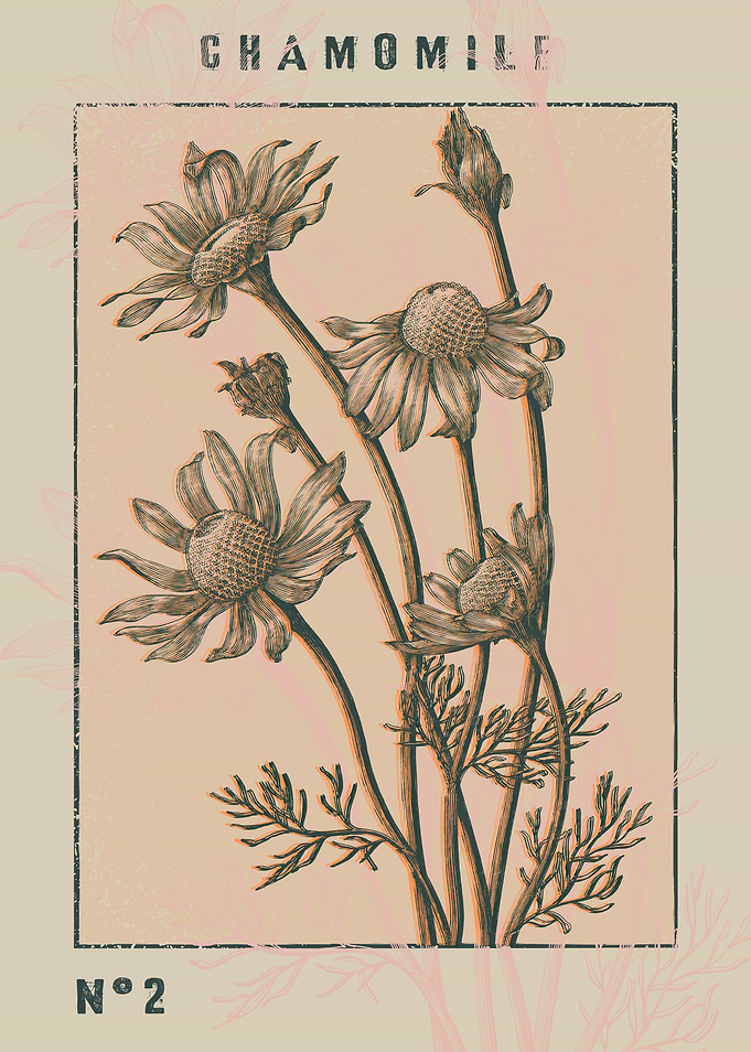 Chamomile