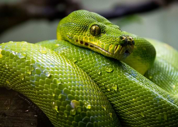 Snake eyes