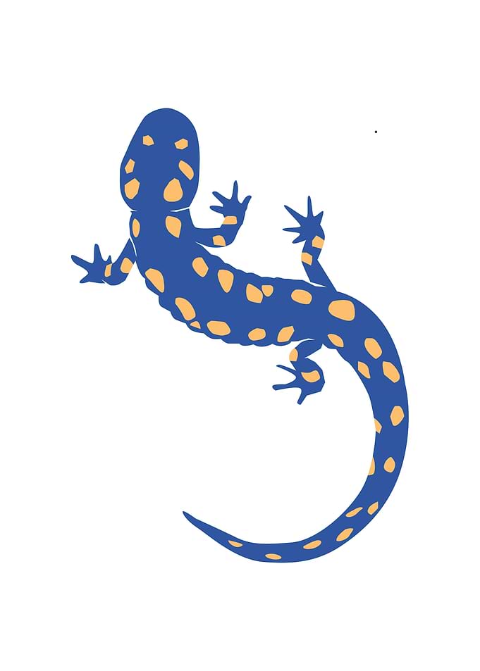Lizard Wall reptile