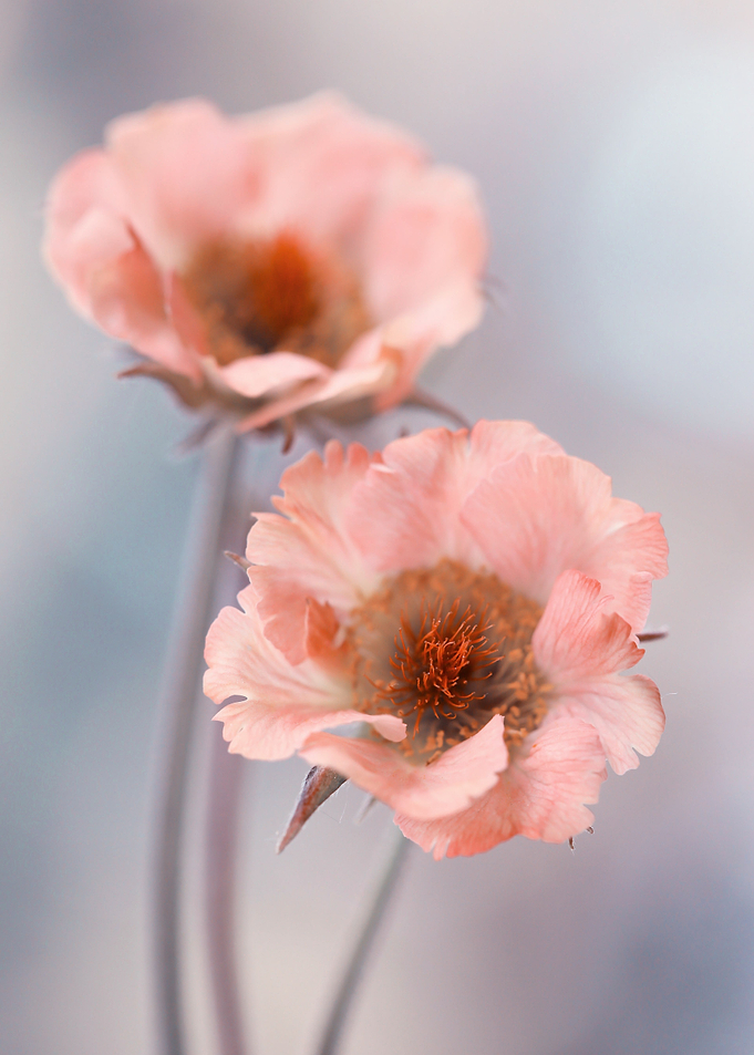 Pink flowers