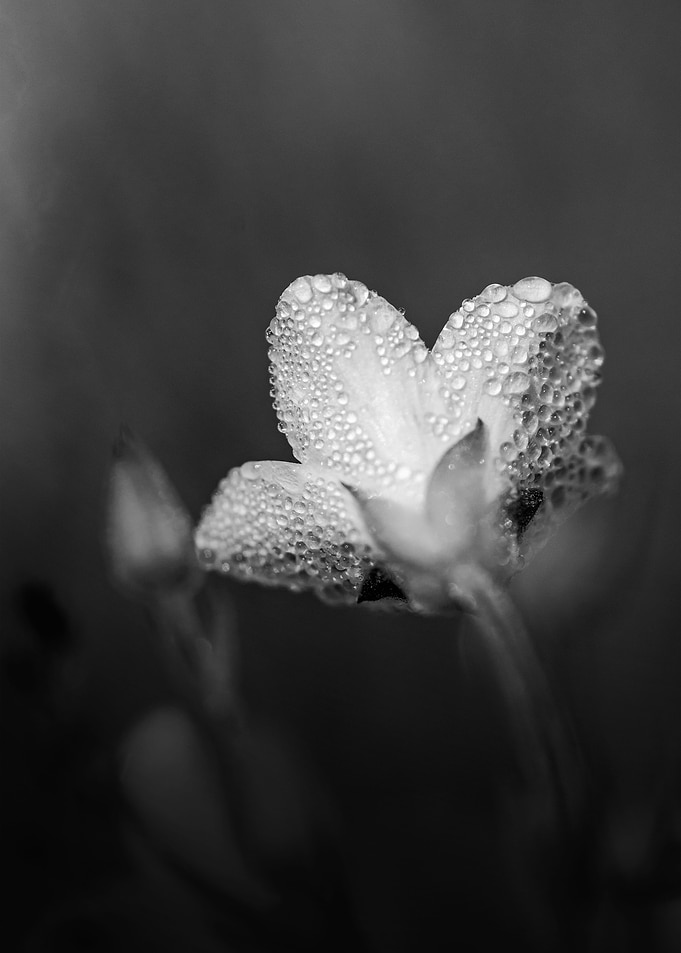 Gothic Nature 14