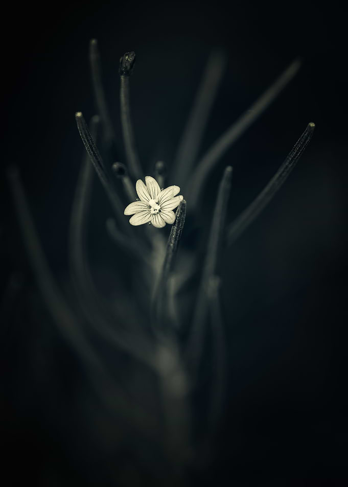Gothic Nature 13