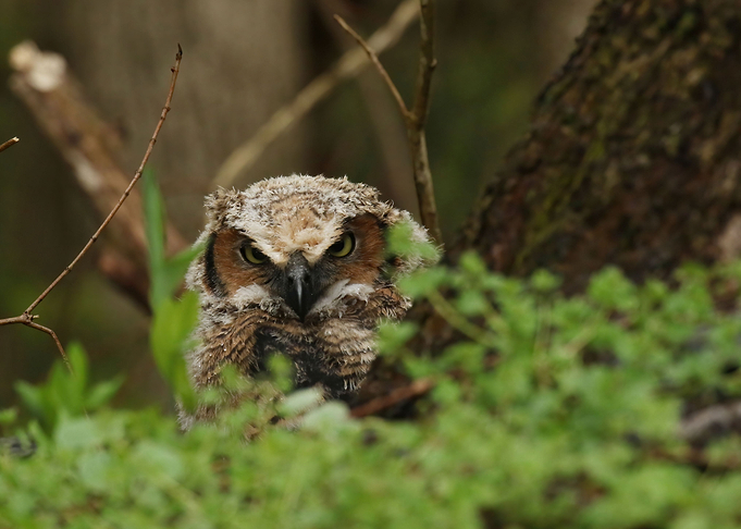 Grumpy Owl