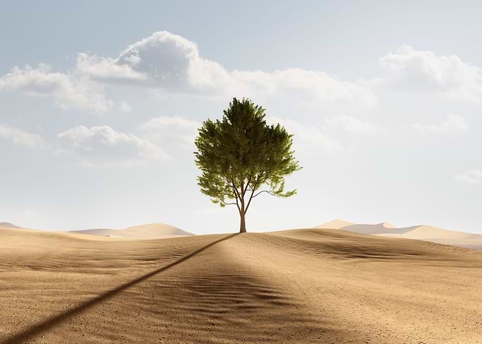 Desert Tree
