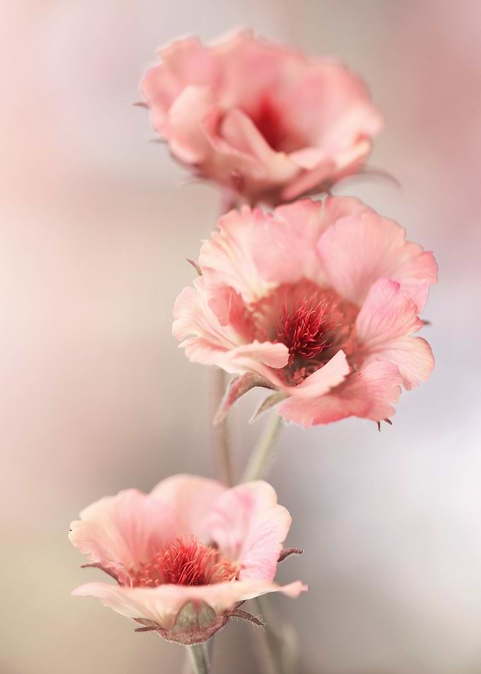 Pink flowers