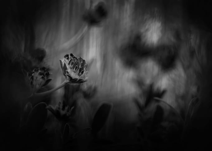 Gothic Nature 12