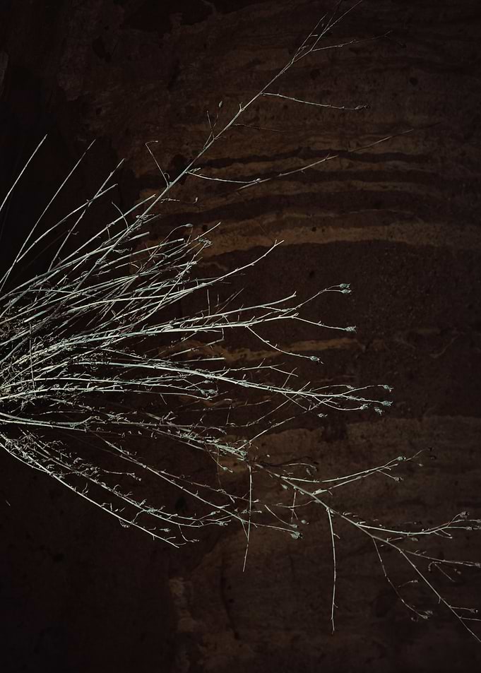 Growing Veins