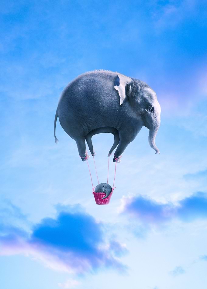 Elephant Mother