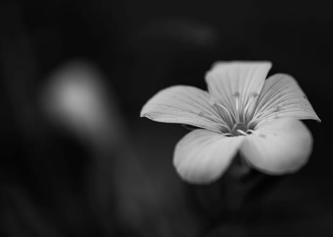 Gothic Nature 11
