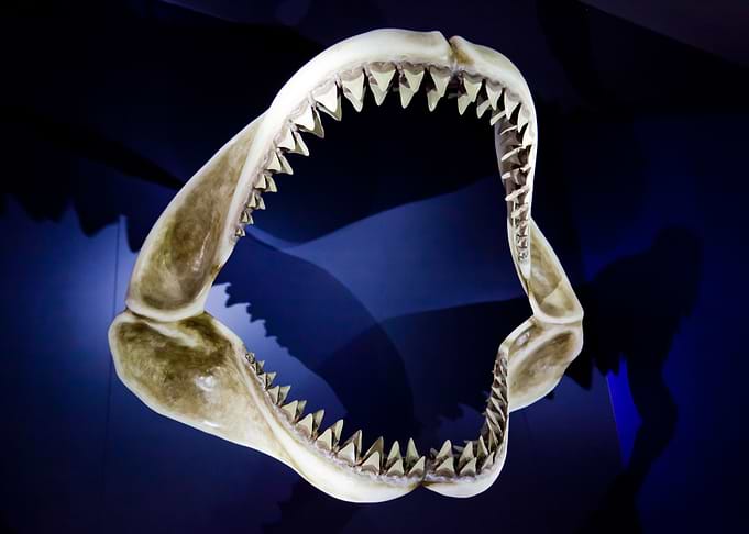 Jaws of death