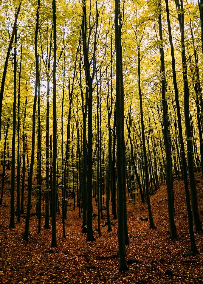 Autumn Forest