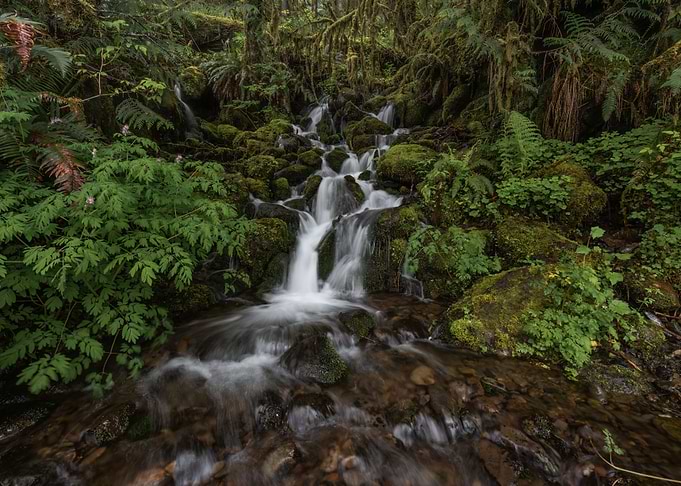 Zen in the rainforest