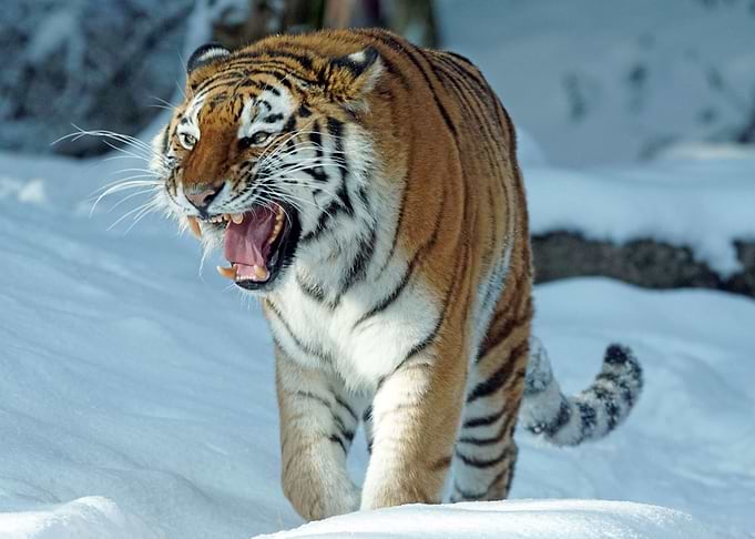 Siberian Tiger in the snow