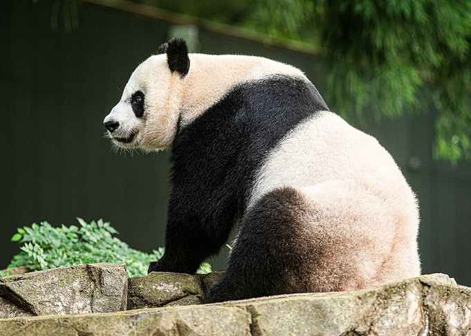 Giant Panda on a rock
