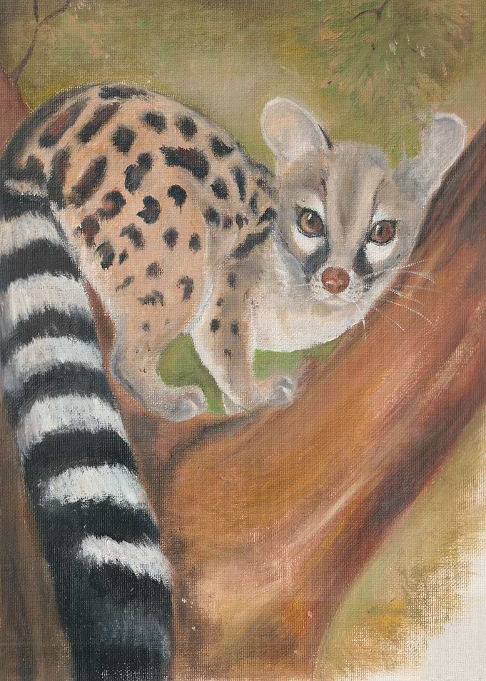 Cape Genet Genetta tigrina