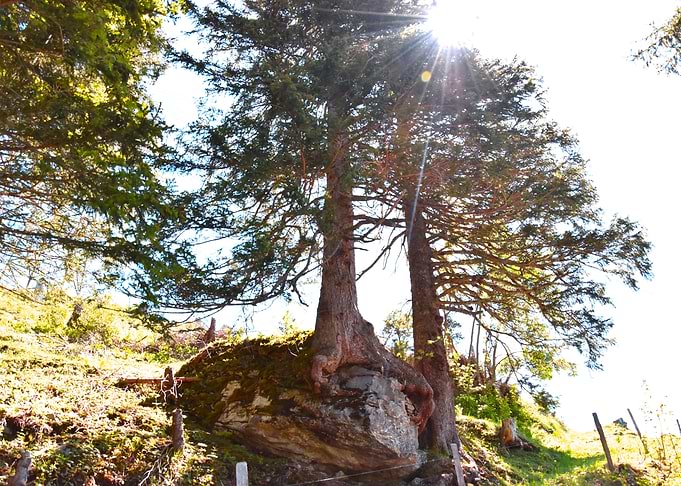 tree on the rocks