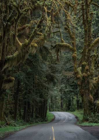 Road to wonderland