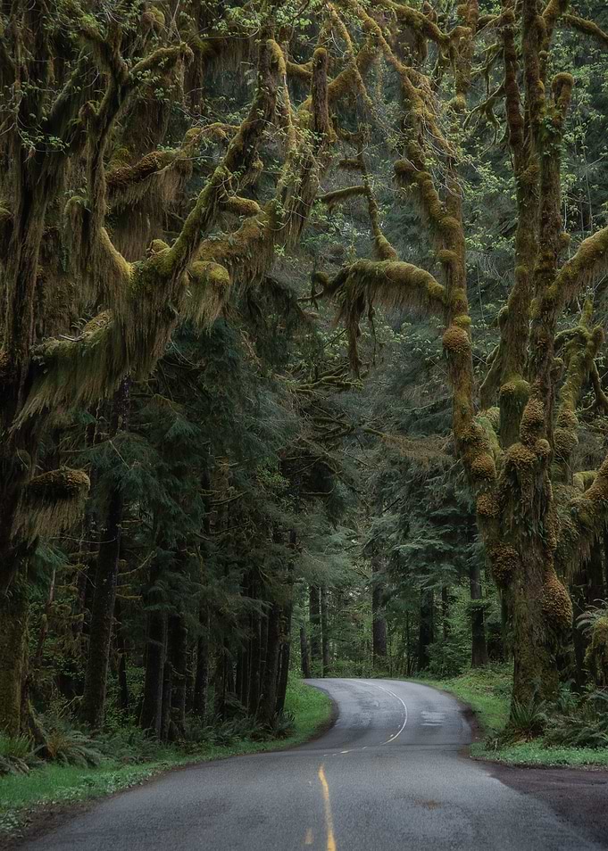 Road to wonderland