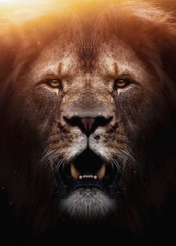 lion king epic face poster