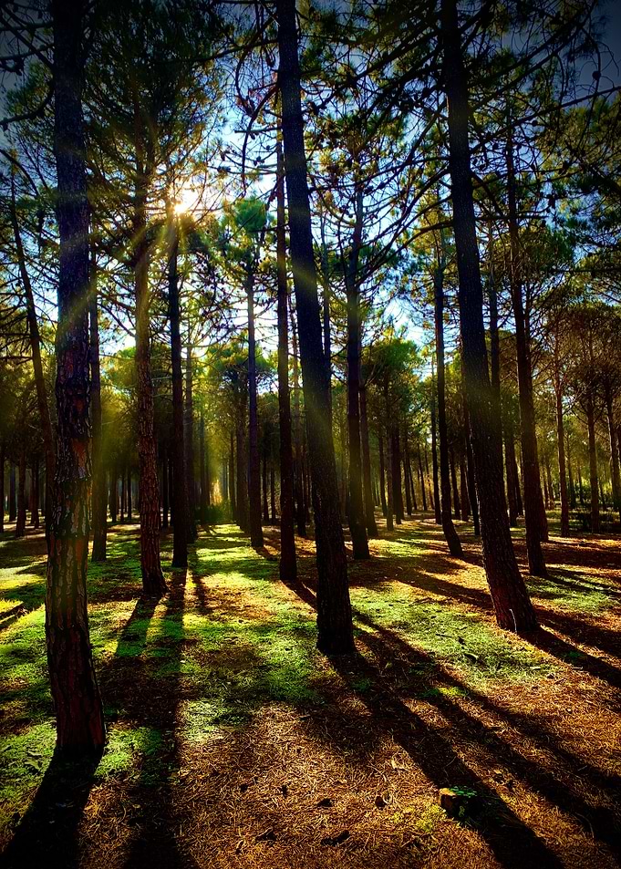 Pine Forest Sunset