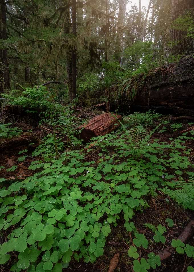 Rain forest floor