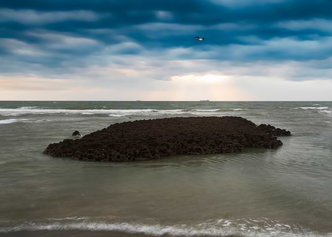 Algae Reef Landscape