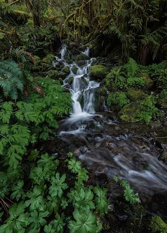 Spring in the rain forest