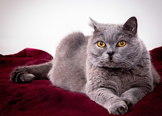 Cat Beautiful